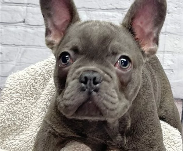 cuccioli di bulldog francese | Foto 0