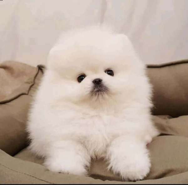 adorabile cucciolo in adozione 