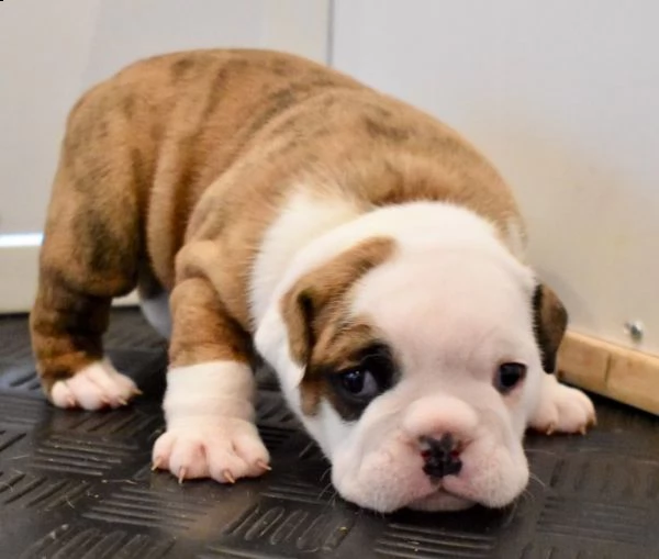 regalo bulldog inglese cuccioli disponibili.....