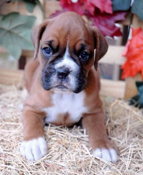 regalo estremamente carino cuccioli di boxer per l'adozione