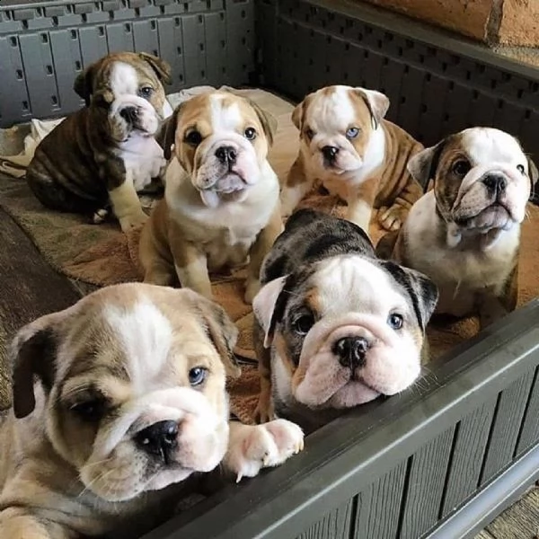 stupendi cuccioli di bulldog inglese | Foto 0