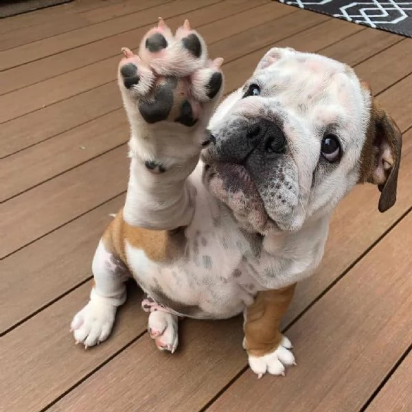 stupendi cuccioli di bulldog inglese