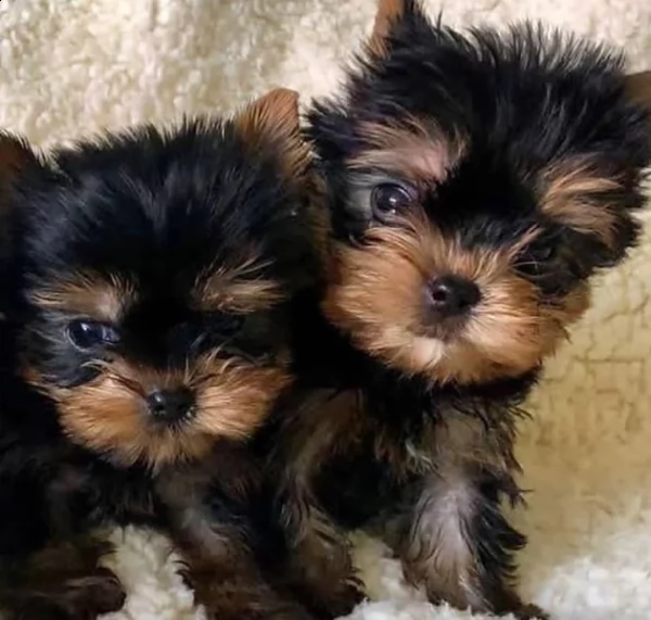 cuccioli di yorkshire