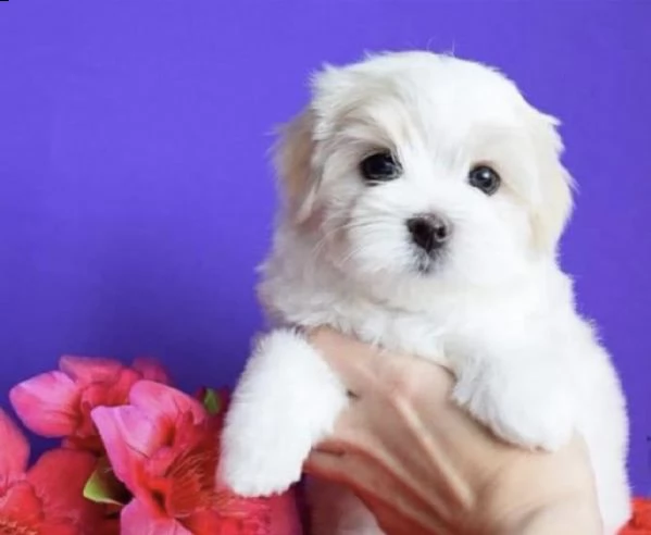 regalo maltese toy,,,,,