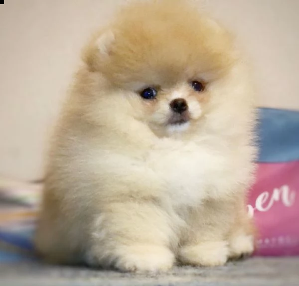 regalo  volpino pomerania mini toy $$$$$$