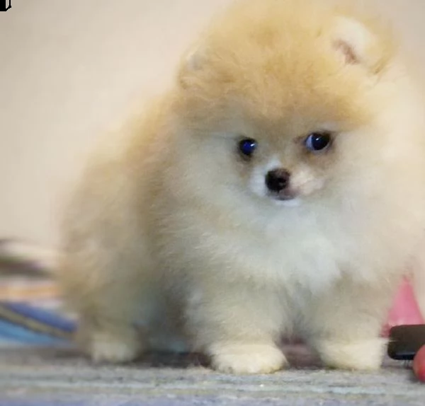 regalo  volpino pomerania mini toy 
