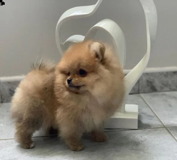  regalo  volpino pomerania mini toy  | Foto 0