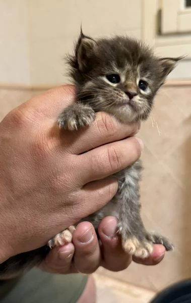 Cucciolata Maine coon disponibile da giugno  | Foto 5