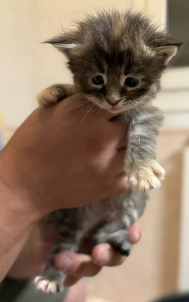 Cucciolata Maine coon disponibile da giugno  | Foto 4