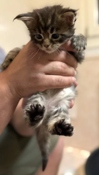 Cucciolata Maine coon disponibile da giugno  | Foto 3