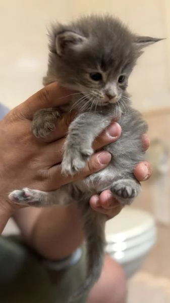 Cucciolata Maine coon disponibile da giugno  | Foto 2