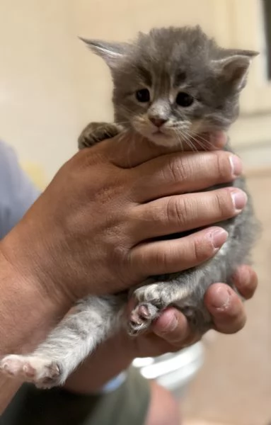 Cucciolata Maine coon disponibile da giugno 