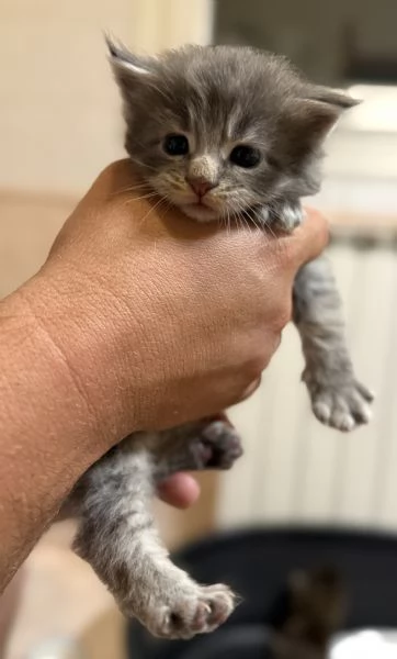Cucciolata Maine coon disponibile da giugno  | Foto 1