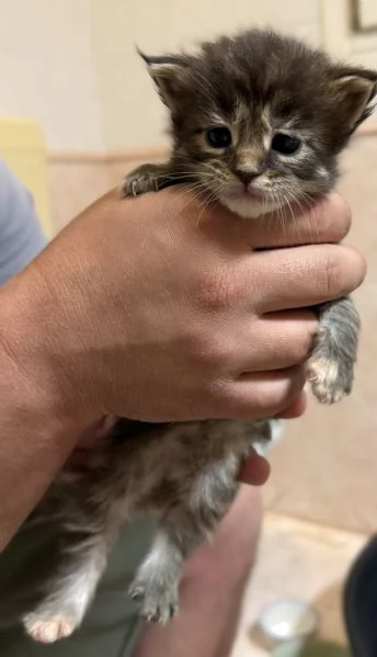 Cucciolata Maine coon disponibile da giugno  | Foto 0