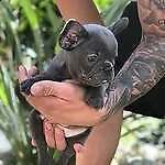 disponibili cuccioli di bulldog francese amorevolissimi e tenerissimi 