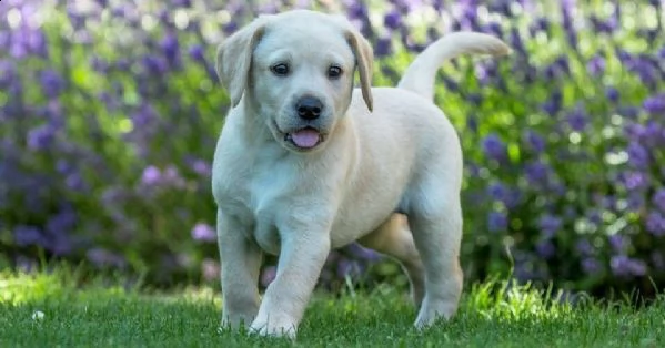 cuccioli di labrador////