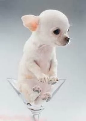 delicatissimi e affascinanti cuccioli di chihuahua minitoy,