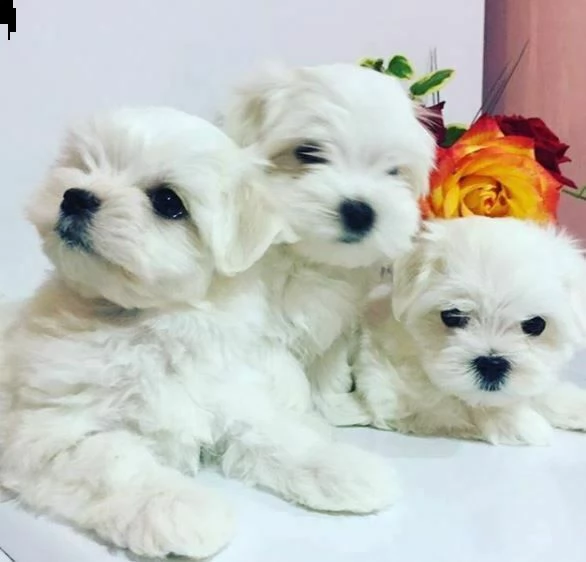 socievolissimi cucciolotti di maltese, di 90 giorni,