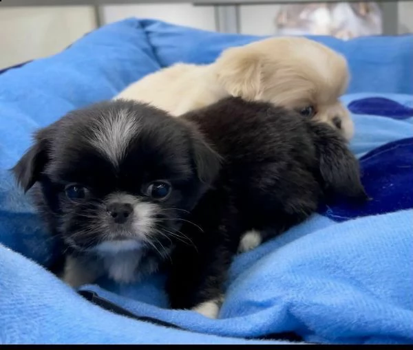 affettuosi cuccioli di shitzu, teneri e coccoloni, di 2 mesi e mezzo 