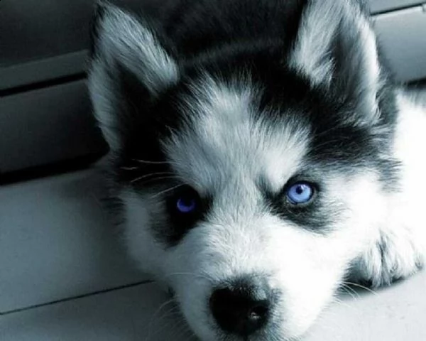 affettuosi cuccioli di husky, teneri e coccoloni, di 2 mesi e mezzo