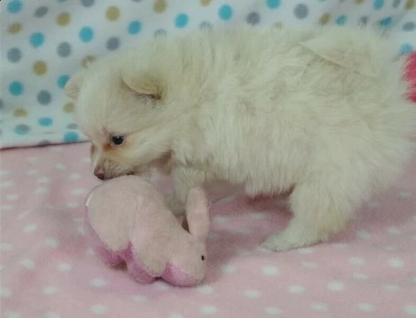 cuccioli pomeranian maschi e femmine allevati in casa. 
