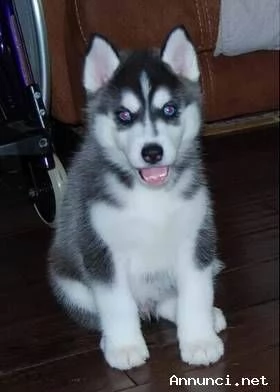  dolcissimi cuccioli di siberian husky      successivo 