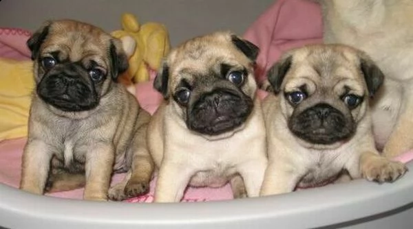 cedo cucciolo di carlino eccellentissimo perfettissimo e generosissimo di 70 giorni 