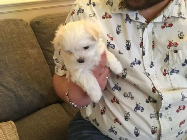 cuccioli di maltese toy | Foto 0