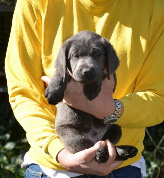 cioccolato labrador  | Foto 1