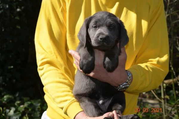 cioccolato labrador  | Foto 0