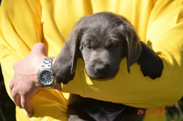 cioccolato labrador 