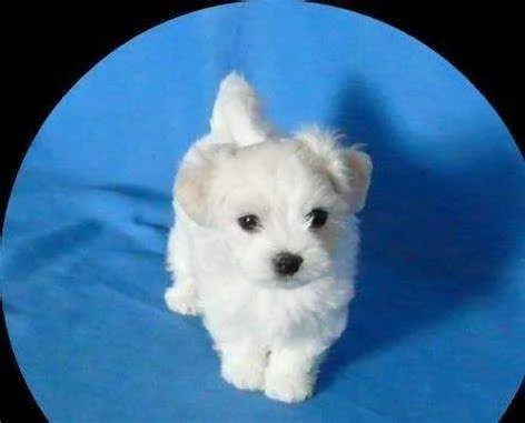 cediamo cucciolo di maltese mini toy generosissimi bellissimi e tranquillissimi di 70 giorni s