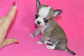 cediamo cucciolo di pincher chiwawa mini toy
