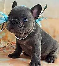 cucciolo di bull dog francese inteligentissimo originalissimo