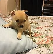 cucciolo di pincer chiwawa mini mini toy interessanti e molto