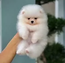 sensibilissimi cuccioli di spitz di pomerania buonissimo originalissimo