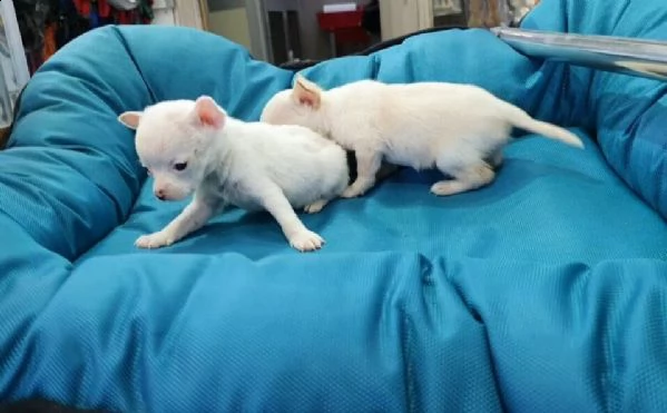 affettuosi cuccioli di chihuahua, teneri e coccoloni, di 2 mesi e mezzo