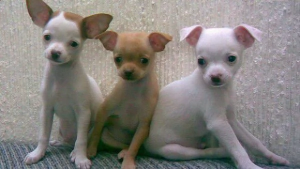 cucciolo di pincher chihuahua toy eccellentissimo dolcissimo