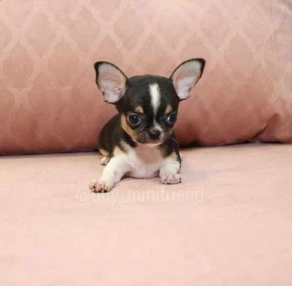 cuccioli di pincher chihuahua, molto simpatici e amorevoli