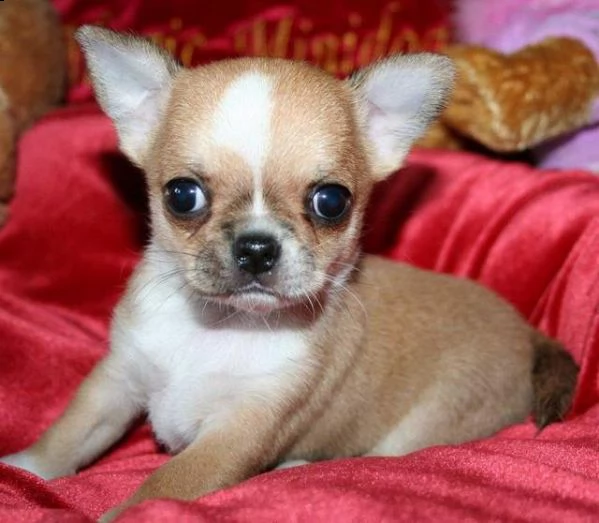 abbiamo disponibili festosi cucciolini di pincher chihuahua toy,