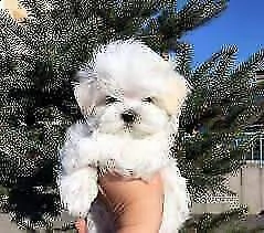 disponibile da subito cuccioli di maltese nano.