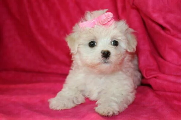 cucciolo di maltese miniature buoni e dolcissimi di 70 giorni