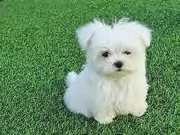 super giocherelloni cuccioli di maltese toy, di tre mesi circa, 