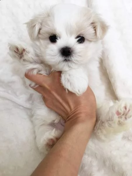 sensazionali e fantastici cuccioli di maltese toy di tre mesi c