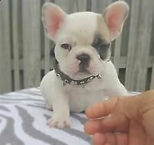 disponibile cucciolo di bull dog francese perfettissimo inteligentissimo