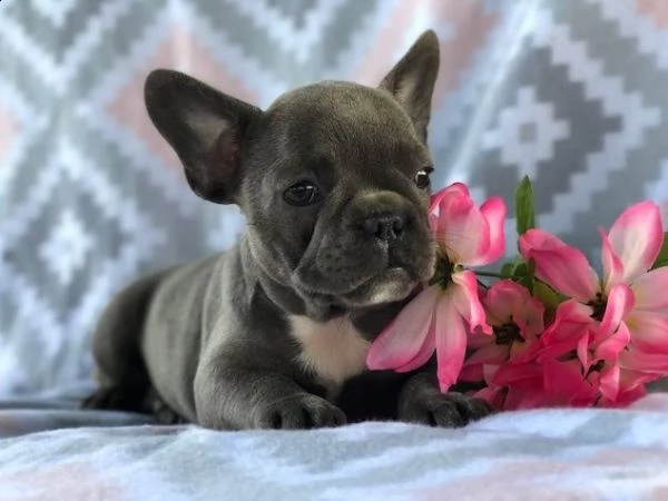  regalo splendido bulldog francese | Foto 0