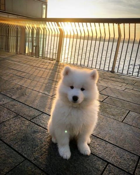   adorabili cuccioli samoiedo femminucce e maschietti disponibili   i cuccioli sono vaccinati svermi