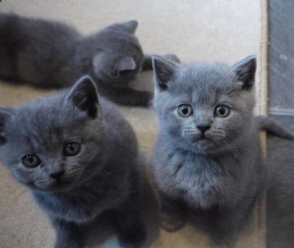 gattini british shorthair grigi per te