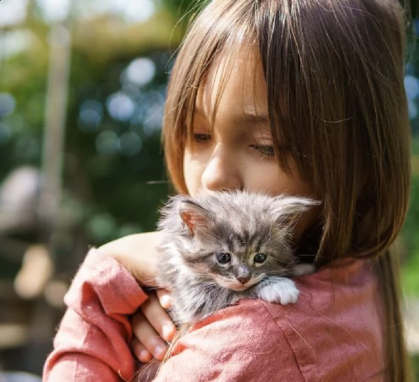 splendidi gattini main coon con rosetta