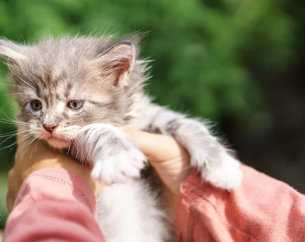 splendidi gattini main coon con rosetta | Foto 0